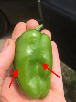 A pepper fruit with two dimples in the skin.