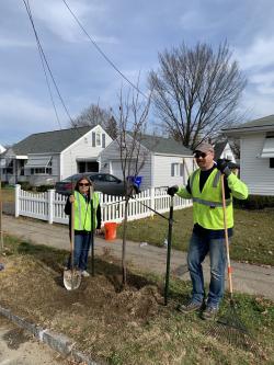 Springfield Residents Maria Ferrara Roy, and Rick Harper, UMass, plant trees. 