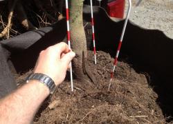 Identifying the root flare is key to proper planting and ensuring that roots are not covered with excess soil. Here a chaining pin is used to check depth and identify the flare. 