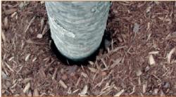 If planted too deep, a gap may occur at the base of the tree. Photo courtesy of the Morton Arboretum.