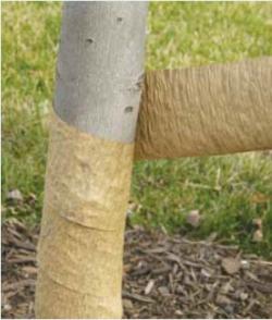 Trunk wrapping as a measure to protect against winter sun injury. Photo courtesy of University of Illinois Extension.