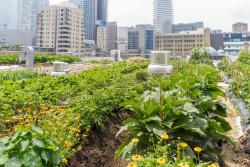 A lush rooftop urban garden with a city skyline in the background