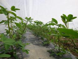 Figure 6. Chipilín, growing under row cover at the UMass Research Farm in Deerfield MA in 2010. (Foto by Franco Mangan)