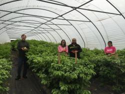 Figure 2. A high tunnel, also known as an unheated greenhouse, where varieties of ají dulce (Capsicum chinese) are being grown in 2016. (Photo by Franco Mangan) 