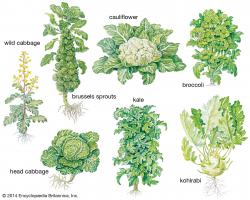 Figura 1. La mayoría de Brassica oleracea, también conocidas como cultivos de coles.  fuente: Enciclopedia Britanica – hyperlink -  https://www.britannica.com/plant/cabbage