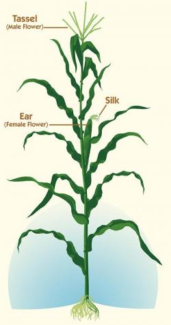 Figure 1. Diagram of a corn plant showing the male flower (tassel) and female flower (silk) – Source – Iowa Agriculture Literacy Foundation 