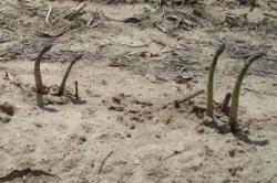 Four asparagus spears in the field, all bending in the same direction.