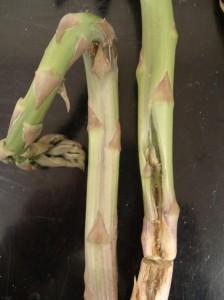 Two asparagus spears with disfiguring mechanical damage on the lower stems.