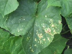 a squash leaf with angular brown lesions