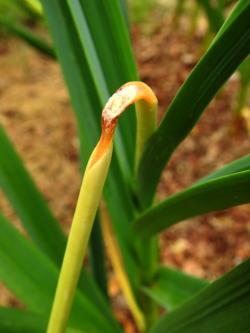 A garlic scape with a large red-brown lesion causing the scape to fold over.