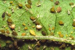 Many melon aphids on a leaf with two tan-colored aphid mummies among them. 