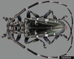 Asian longhorned beetle adult. (Image: Steven Valley, Oregon Department of Agriculture, Bugwood.org)
