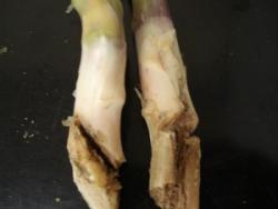 Two asparagus spears showing slices at the bases.