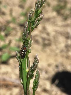 A black beetle with yellow spots on an asparagus spear tip.