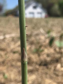 A line of small oval eggs standing on end on an asparagus stalk.