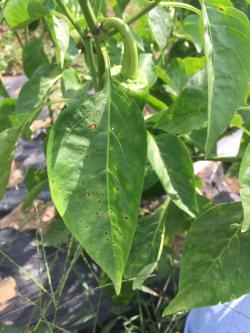 Characteristic dark spots across pepper leaves