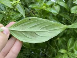 The underside of a basil leaf with fuzzy gray growth.