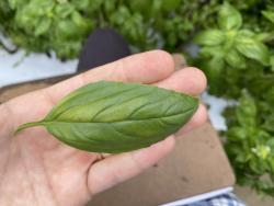 The top side of a basil leaf with strips of yellowing tissue between the leaf veins.