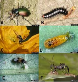 Figure 1. Predatory insects commonly found in the landscapes: (A) Carabid beetle adult, caterpillar hunter Calosoma sycophanta, and its larvae (B); adult syrphid flies feeding on nectar (C) syrphid fly larvae are voracious predator of aphids (D); minute pirate bug, Orius spp. feeding on insect egg (E), assassin bug feeding on a caterpillar (F). Photos courtesy of Gyorgy Csoka, Hungary Forest Research Institute, David Cappaert, John Ruberson, Kansas State University, Bugwood.org.