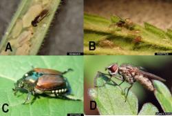 Figure 2. Common parasitoids; aphids endoparasitoids Family Aphelinidae (A), braconid wasp is depositing an egg into aphid (B); Winsome fly egg on Japanese beetle (C), Tachinid fly adult (D). Photos courtesy of Frank Peairs,  Melissa Schreiner, and  Whitney Cranshaw, Colorado State University, and David Cappaert, Bugwood.org.