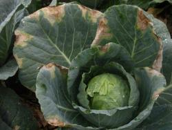 Browning at edges of cabbage leaves