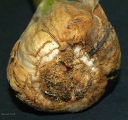 A head of garlic with no roots and with wrapper leaves degrading away from the base.