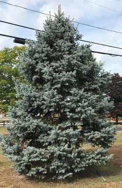 Blue spruce form