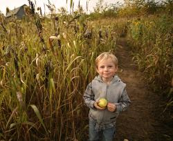 young boy in corn maze