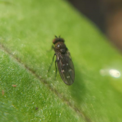 Detailed close-up fly