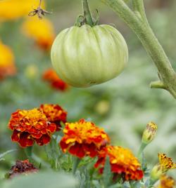 marigold and tomato plant