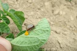 A cream and black striped beetle laying orange eggs on the underside of a potato leaf