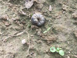 A black caterpillar curled up on the soil