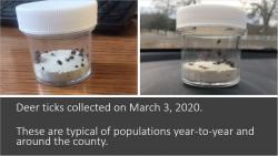 Deer ticks collected in MA in March 2020