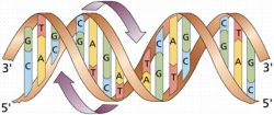 DNA Helix image