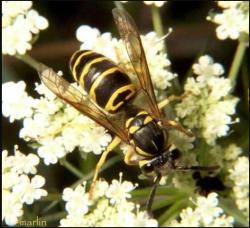 Adult female eastern yellowjacket (Vespula maculifrons, photo: Bruce Marlin)