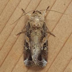 Top-down view of fall armyworm adult moth. 