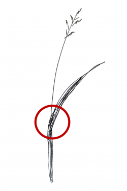 The collar region is the area on a grass where the leaf blade intersects with the stem.