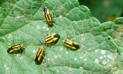 Five yellow and black striped true bugs
