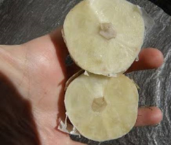 Garlic cross-section without distinct cloves