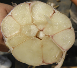 Garlic cross-section with many distinct cloves