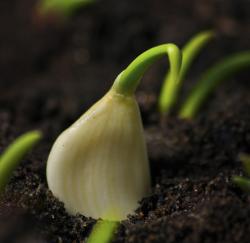 garlic sprouting