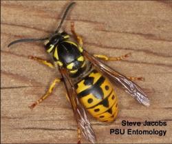 German yellowjacket overwintering queen (Vespula germanica, photo: Steve Jacobs, PSU Entomology)