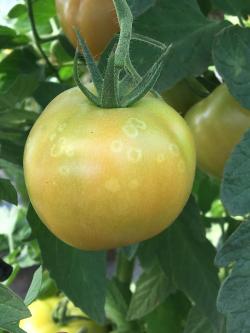 A green tomato fruit with pale ringspots.