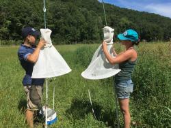 Two Heliothis traps being set up in a corn field. 