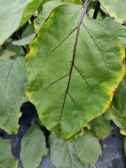 An eggplant leaf with yellowing leaf margins.