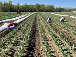 A picture of a field of bok choy, with 3 people crouching down to peer at the plants.