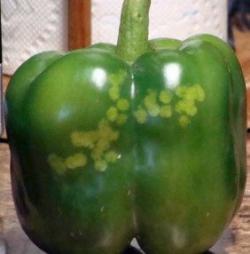 Discolored light blotches on green bell pepper fruit