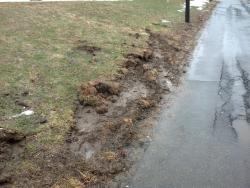 ‘Plow scar’ damage adjacent to a paved driveway.