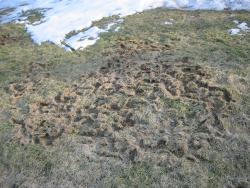 Typical vole damage to a lawn area present just after snow melt.