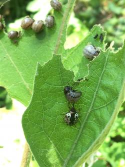 A black and white bug piercing a Colorado potato beetle larva with its mouthparts.